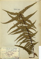 藏品(耳葉假金星蕨)的圖片